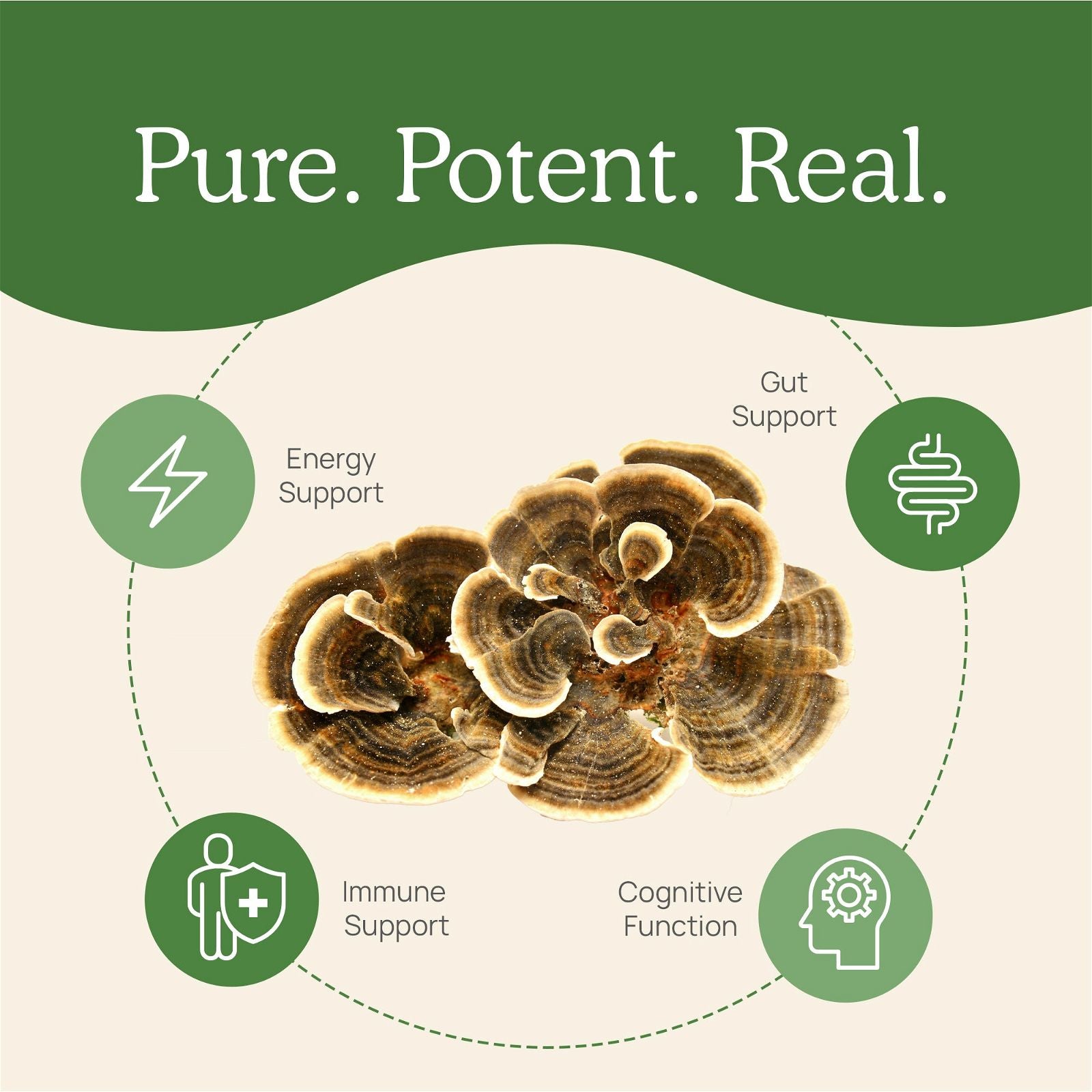 Real Mushrooms Turkey Tail Extract - JoyVIVA -  